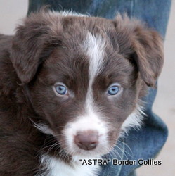 Red and white MALE border collie puppy